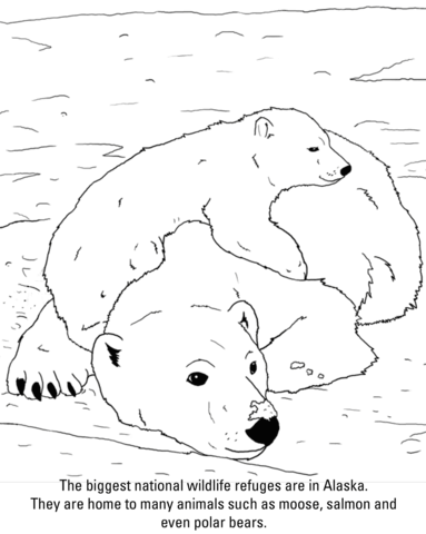 Polar Bears From Polar Bears Coloring Page